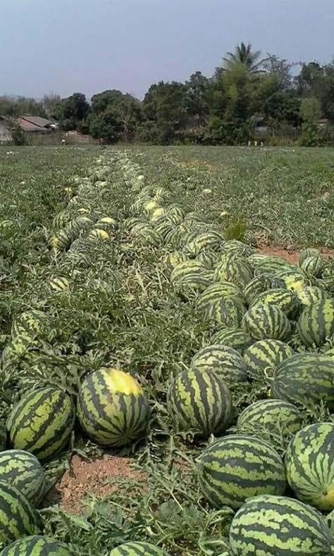 Drinks Watermelon, Watermelon Garden, Watermelon Margarita Recipe, Watermelon Cocktails, Cake Watermelon, Agriculture Pictures, Watermelon Farming, Juice Watermelon, Salad Watermelon