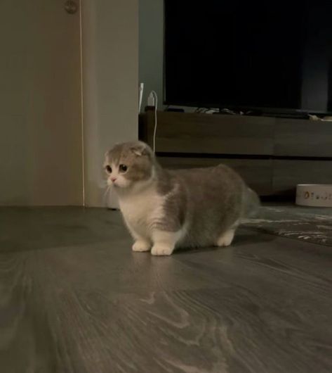 Munchkin Scottish Fold Cat, Scottish Munchkin Cat, Scottish Fold Cat Munchkin, Munchkin Cat Cute, Cute Munchkin Cat, Munchkin Cat Aesthetic, Scottish Fold Munchkin Cat, Munchkin Scottish Fold, Cats Munchkin