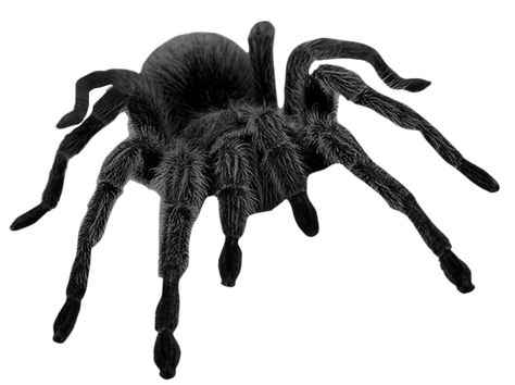 Spider Png, Goth Png, Niche Png, Black Insects, Grunge Png, Creepy Animals, Png Polyvore, Creepy Core, Halloween Flyer