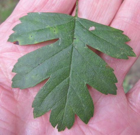 Hawthorne Plant, Common Hawthorn, Hawthorn Leaves, Hawthorn Leaf, Tree Types, Flower Structure, Hawthorn Tree, Tree Identification, Tree Sap