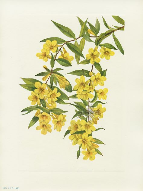 South Carolina: Yellow Jessamine Carolina Jessamine, Yellow Jessamine, Antique Botanical Print, Flower Tattoo Sleeve, Painting Medium, Trendy Flowers, Botanical Painting, Vintage Botanical, Antique Prints