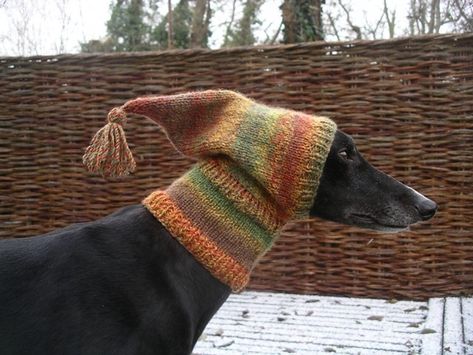 Pixie Hat, 웃긴 사진, Dog Sweater, Raise Funds, Knitted Hat, Whippet, 귀여운 동물, Greyhound, Drawing Reference