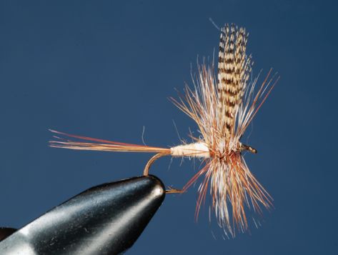 Best Trout Flies, Insect Identification, Aquatic Insects, Fly Fishing Flies Pattern, Trout Flies, Fly Fishing Flies Trout, Fly Patterns, Adams Family, Fishing Flies