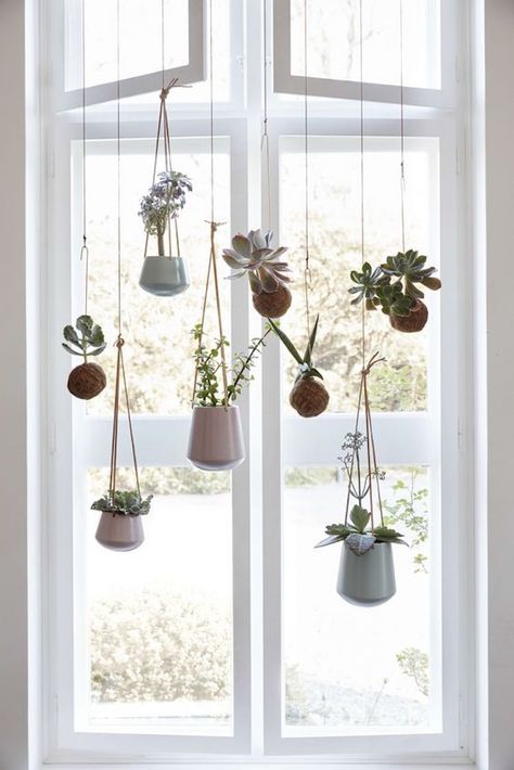 my scandinavian home: The Ultimate Guide to Indoor Hanging Plants Diy Hanging Planter, Window Plants, Trendy Plants, Diy Mudroom Bench, Indoor Flower Pots, Indoor Window, Hanging Plants Indoor, Hanging Succulents, Indoor Herb Garden