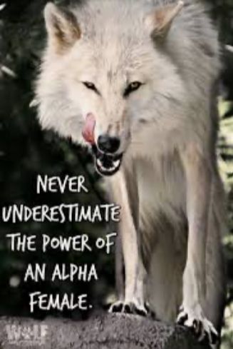 Capricorn Attitude, Wolf Sayings, Wolves Quotes, Wolf Inspiration, Wolf Pack Quotes, Lone Wolf Quotes, Wolf Conservation Center, Wolf Quotes, Wolf Spirit Animal