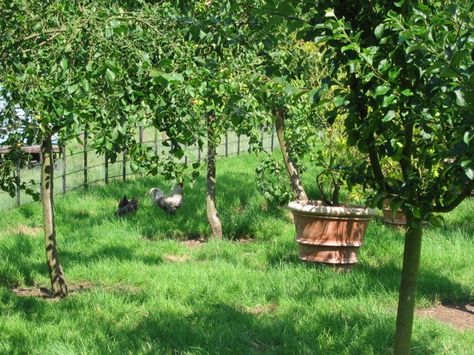 Chickens in the orchard. Chicken Story, Country Garden Design, Veggie Garden, Country Gardening, Permaculture, Country Life, Garden And Yard, Vegetable Garden, The Dreamers