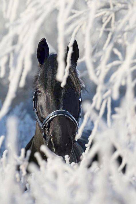 Winter Horse, Black Horses, Most Beautiful Animals, Friesian Horse, Majestic Horse, Horses And Dogs, All The Pretty Horses, Horse Crazy, Cute Horses