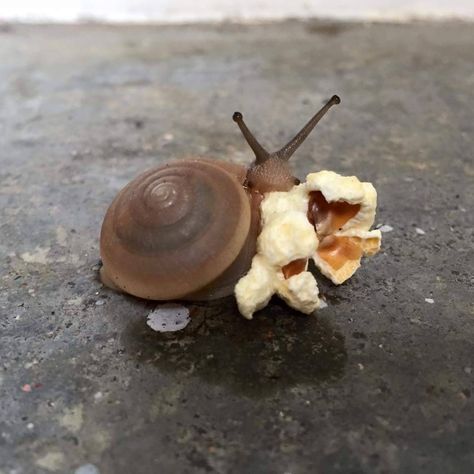 Snail Eating, Eating Popcorn, Pet Snails, Molluscs, Cool Bugs, Silly Animals, Cute Creatures, Animals Images, Cute Little Animals