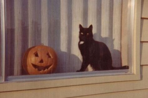 Chat Halloween, Halloween Music, Halloween Wallpaper Iphone, Halloween Magic, Season Of The Witch, Spooky Scary, Halloween Photos, Cat Aesthetic, New Backgrounds