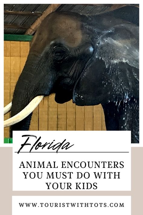 Are looking for an exotic animal experience without the theme park feel? What about a one on one encounter or education on animal conservation? Look no further. This is a list of animal encounters for kids in Florida that you may not have heard of, but need to experience for yourself. Adrenaline Activities, Animal Encounters, Cutie Quote, Animal Experiences, Animal Conservation, List Of Animals, Wildlife Park, Exotic Pets, Make A Wish