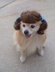 I am guilty of having done this to my own Pomeranian for a laugh!!! Dog With Wig, Hairstylist Fashion, Hair Haircut, Crazy Dog, Pet Costumes, Beauty Style, Funny Animal Pictures, Baby Dogs, Dog Hair