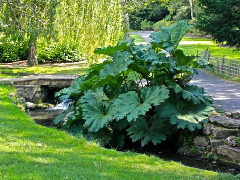 Gunnera Plant, Gunnera Manicata, Leeds Castle, Back Garden Design, Back Garden, Photo Location, Leeds, Garden Plants, Garden Ideas