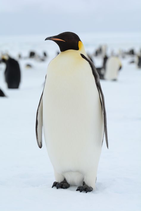 Penguin In Antarctica, Penguins In Antarctica, Emperor Penguin Photography, Penguin Craft Preschool, Penguins Crafts, Penguin Crafts For Kids, Penguin Emperor, Preschool Penguin, Emporer Penguin