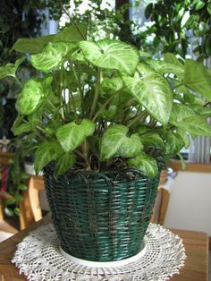 Indoor Vine Plants, Indoor Vines, Arrowhead Vine, Vine Plants, Easy To Grow Houseplants, Hanging Plants Diy, Easy House Plants, Arrowhead Plant, Artificial Leaves