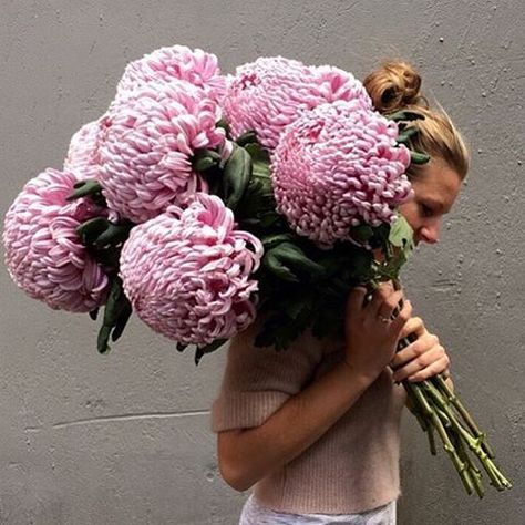 Flowers · Check out these disbud beauties!!! Giant chrysanthemums from katiemarxflowers Chrysanthemum Seeds, Chrysanthemum Plant, Chrysanthemum Bouquet, Flower Meanings, Chrysanthemum Flower, Wild At Heart, Ornamental Plants, Flowers Perennials, Flower Farm