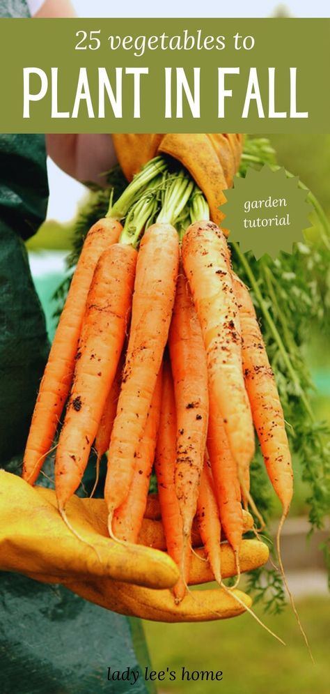 This is a list of 25 vegetables that you can grow in the fall garden. There is so much to do in the fall garden and fall is a great time to plant and grow food. Get ready with this list! Food To Plant In The Fall, What To Grow In The Fall, Things To Plant In The Fall, Best Time To Plant Vegetables, What To Plant In The Fall, Fall Vegetable Garden, Plant In Fall, Grandma Era, Fall Gardens