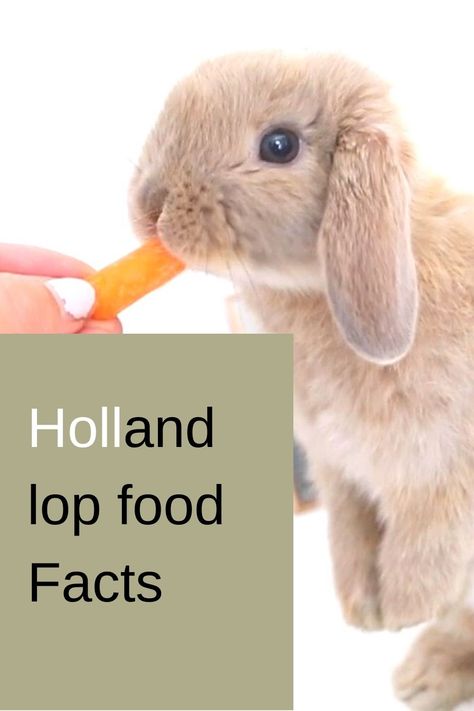 Best 10 Holland lop food Facts Holland Lop Bunnies Videos, Holland Lops Bunnies, Holland Lop Bunnies Care, Rabbit Knowledge, Holland Lop Rabbit, Holland Lop Bunny, Lop Bunnies, Holland Lop Bunnies, Lop Bunny