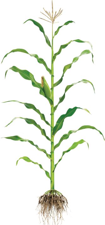 Maize Plant Drawing, Corn Plant Drawing, Maize Plant, Corn Party, Chair Art, Digital Photography Lessons, Data Visualization Design, Corn Plant, Flashcards For Kids