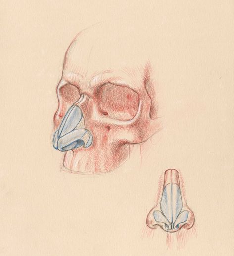 The various cartilage segments of the nose in front and 3/4 views, from my book "Dynamic Human Anatomy", The Monacelli Press-Phaidon. #anatomydrawing #drawinganatomy #nosecartilage #nosecartilages #figureanatomy #dynamichumananatomy @PhaidonPress1923 @TheMonacelliPress Heads Anatomy, Head Anatomy, Anatomy Drawing, The Nose, Human Anatomy, Green Aesthetic, Anatomy, Human, Green