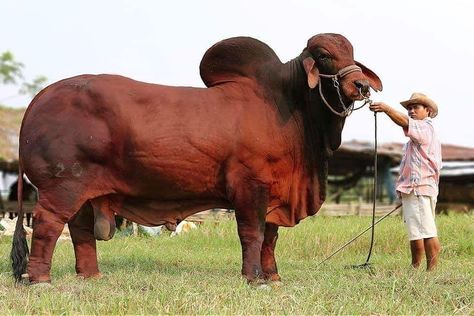 Red Brahman bull SK 520 from Thailand #brahmanrojo #brahmanblanco #brahmangris #brahma #brahman #brahmancolombiano #brahmancattle… Brahma Cow, Brahman Bull, Brahma Bull, Long Horns, Big Deer, Cow Photos, Scary Animals, Bull Cow, Cattle Ranching