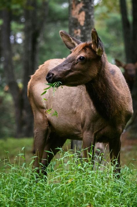 Deer Anatomy, Female Elk, Bull Elk Bugling, Elk Running, Cow Elk, Elk Pictures Nature, Big Deer Whitetail Bucks, Giant Irish Elk, Moose Deer