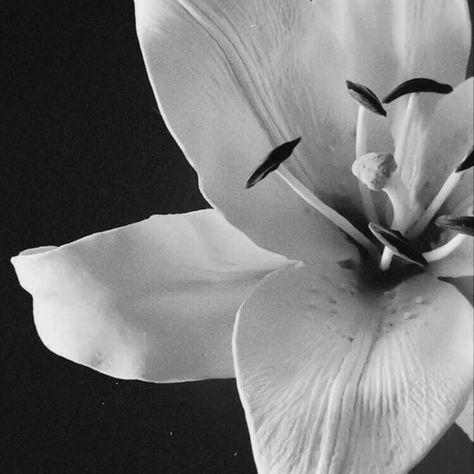 Theme Pictures, Tone Control, Black And White Flowers, Gray Aesthetic, Black And White Aesthetic, White Aesthetic, New Instagram, Blue Aesthetic, Still Life Photography