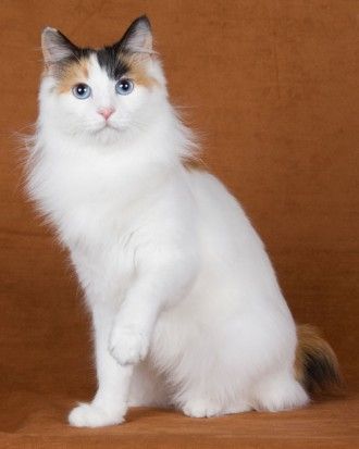 Japanese Bobtail Ernst Hemingway, Singapura Cat, Gatos Cool, Japanese Bobtail, Bobtail Cat, Japanese Cat, Great Cat, Calico Cat, Domestic Cat