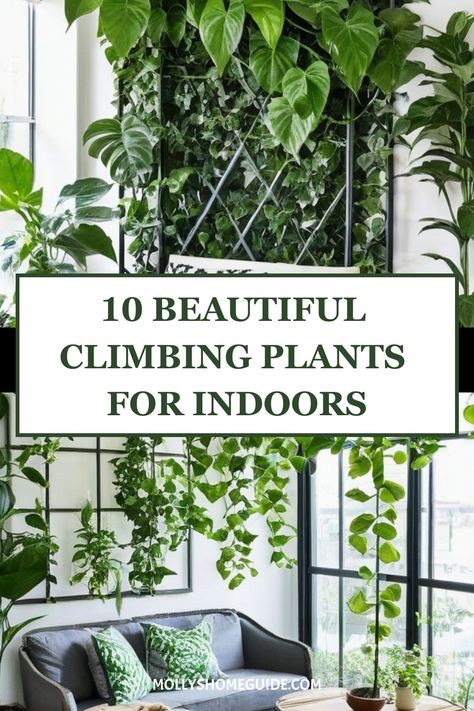 Discover the best indoor climbing plants to bring a touch of nature inside your home. Whether you're looking for unique indoor vines or the top climbing plant support options, we've got you covered! Create trellis inspirations for indoor plants with moss poles and find out how to care for Philodendron plants indoors. Embrace the beauty of indoor vining plants with our curated collection of plant supports for climbers. Elevate your space with these stunning green additions that will thrive in you Indoor Plant Enclosure, Cascading Indoor Plants, Philodendron Trellis, Vine Plants Indoor Climbing, Indoor Trellis Ideas, Vining House Plants, Climbing Plants Indoor, Indoor Vine Plants, Best Climbing Plants