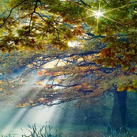 Forest Sunrise, Fairytale Forest, Airbrush Art, A Pond, Gandalf, Alam Yang Indah, Beautiful Tree, In The Woods, Amazing Nature