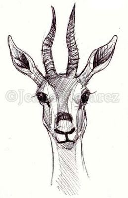 Art by Jeane Nevarez: October 2010 Gazelle Drawing, Gazelle Tattoo, Gazelle Animal, White Gazelle, Hatch Drawing, News Reporter, Wall Drawing, Girly Bags, Eye Drawing