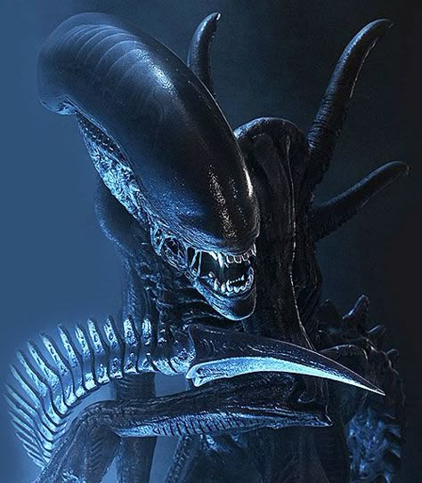 Alien Convenant, Ridley Scott Alien, Giger Alien, Predator Alien Art, Giger Art, Alien Xenomorph, Aliens Vs Predator, Alien Movie, Alien 1979