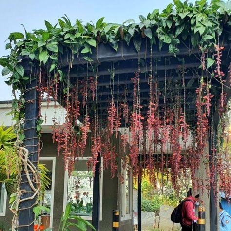 Indian or Mysore clock vine plants are so stunning and delightful when they are in bloom, with numerous pendulous flowers hanging from the stems. Flowering Creepers, Creepers Plants, Vine Plants, Hanging Plants Diy, Indian Garden, Orchid Leaves, Flowers Hanging, Zen Garden Design, Backyard Garden Layout