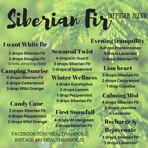 Siberian Fir diffuser blends Siberian Fir Diffuser Blends, Best Smelling Essential Oils, Christmas Diffuser Blends, Siberian Fir, Doterra Diffuser Blends, Doterra Essential Oils Recipes, Essential Oil Diffuser Recipes, Oil Diffuser Recipes, Essential Oil Mixes