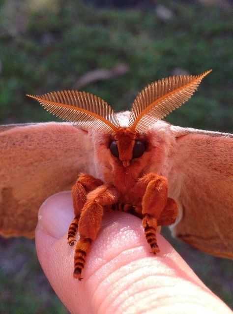 #aesthtic #moth #aesthticmoth Moth Up Close, Domestic Silk Moth, Moths Face, Moth Types, Moths Cute, Luna Moth Aesthetic, Moth Fursona, Cool Moths, Moth Pretty