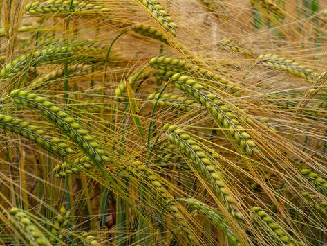 Rye Grain Ears Of Corn, #Grain, #Ears, #Corn, #Rye Wheat Images, Field Of Barley, Grain Of Wheat Bible, Pollen Grains Microscope, Rye Grain, Ears Of Corn, Rye, Brochure Design Template, East Sussex