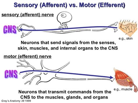 Sensory And Motor Neurons, Animal Tissue, Speech Disorders, Learn Biology, Nurse Study, Sensory Nerves, A Level Biology, Nursing School Motivation, Motor Neuron