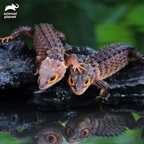 Red Eyed Crocodile Skink, Crocodile Skink, Pet Dragon, Unusual Animals, Red Eye, Reptiles And Amphibians, Lizards, Red Eyes, Amphibians