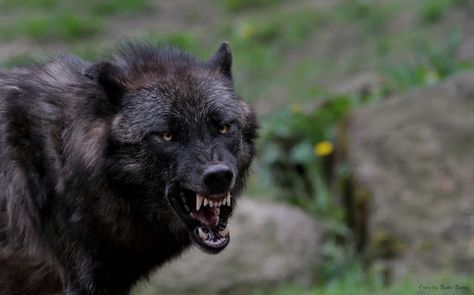 White Wolf : Tails high, stand tall and snarl: Fascinating pictures of snarling wolves Black Gsd, Arte Zombie, Angry Wolf, Wolf Hybrid, Wolf Images, Wolf Teeth, Wolf Pictures, Wolf Spirit, Beautiful Wolves