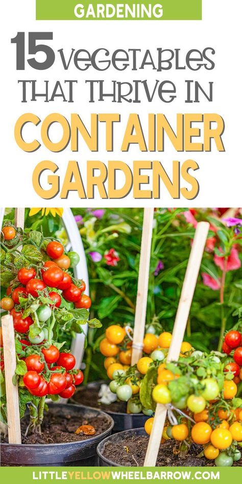 #gardeninghacks #gardeningforbeginners #gardenideas Vegetables In Containers, Growing Vegetables In Pots, Bucket Gardening, Container Vegetables, نباتات منزلية, Vegetable Garden Diy, Backyard Vegetable Gardens, Growing Veggies, Garden Veggies