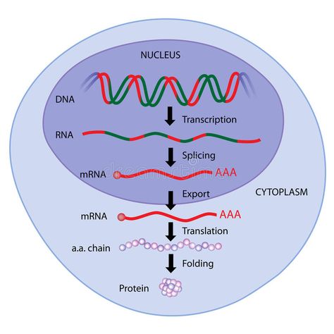 Protein Synthesis Diagram, Biology Basics, Dna E Rna, Cellular Biology, Central Dogma, Science Text, Mcat Prep, Medical Dictionary, Eukaryotic Cell