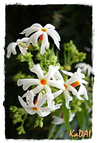 Nyctanthes arbor-tristis  -- Night-flowering Jasmine - one of the FIVE Bangladeshi Flower, Night Jasmine, Night Blooming Jasmine, Night Blooming Flowers, Botanical Study, Royal Wallpaper, Brooklyn Botanical Garden, Lotus Plant, Watercolor Flowers Tutorial