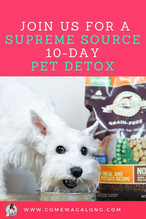 AD: Join us for a 10-day pet detox with Supreme Source®. In ten days you can better your pet's well-being.  All you have to do is click to read the blog post and sign up for a free bag of Supreme Source® pet food (up to $9.99 value, while supplies last). You'll also receive daily emails that will include tips and instructions to have a better relationship with your pet. #SuperFoodSwitch #IC Better Relationship, Dog Nutrition, Pet Signs, Proper Nutrition, Skirt Mini, The Supreme, Dog Health, Pet Food, Health Lifestyle