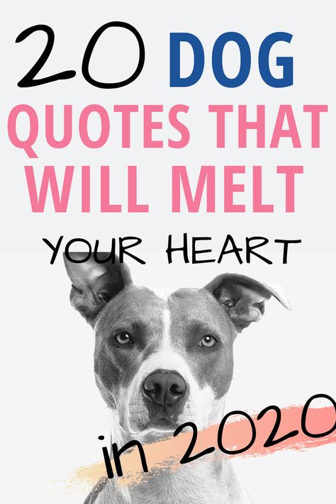 20 dog quotes that will melt your heart #dogquotes #quotes #dogquote Best Dog Quotes, Dog Mom Quotes, Fb Quote, Dog Quotes Love, Dog Nutrition, Love Your Pet, Pet Day, Cat Quotes, Mom Day