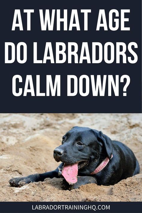 Lab Puppy Training, Labrador Quotes, Labrador Puppy Training, New Puppy Checklist, Puppy Biting, Dog Health Tips, Dog Training Advice, Lab Puppy, Dog Training Techniques