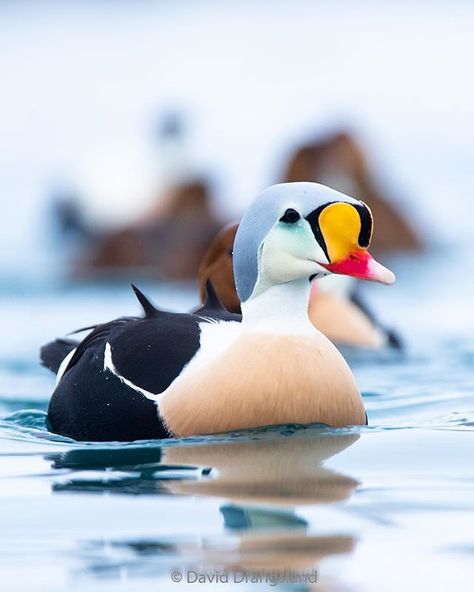 #bns_birds  #birds_adored #best_birds_of_world Art Painting Easy, Eider Duck, Male Duck, Duck Species, Duck Bird, Bird Carving, Most Beautiful Birds, White Patches, White Eyes