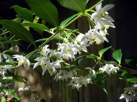 Hoya odorata ("Flowers have fragrances of lilac and hyacinth." ...I NEED this one!) Hoya Odorata, Hoya Bloom, Wax Flower, Overwintering, Flower Plants, Wax Flowers, Indoor Gardens, Plant Lady, Container Plants