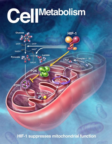 Love this image...cellular metabolism graphic.  Biochemistry. Molecular Cell Biology, Metabolism Biochemistry, Cell Metabolism, Study Biology, Cellular Respiration, Biology Facts, Medical Laboratory Science, Biology Lessons, Medical School Studying