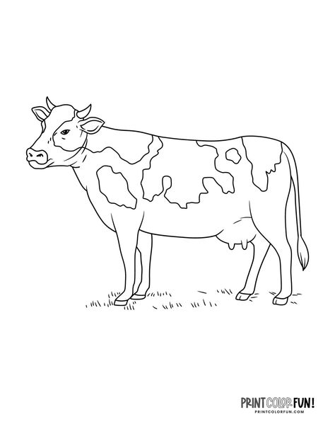 Cow coloring page clipart at PrintColorFun com 1 Standing Cow Drawing, Cow Activities, Cow Outline Printable, Cow Colouring Pages, Cow Outline Drawings, Outline Of Cow, Cow Cartoon Drawing, Cow Outline, Draw Cow