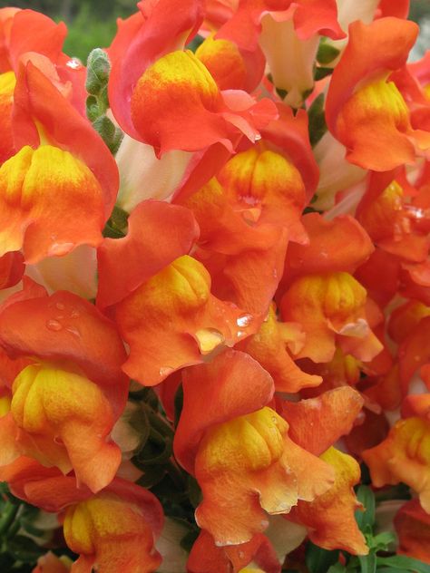 Snapdragon: Antirrihnum [Family: Plantaginaceae] - Flickr - Photo Sharing! Orange Snapdragon, Garden Getaway, Snapdragon Flowers, New Flowers, Fleur Orange, Flowers Orange, Landscape Designs, Beautiful Plants, Christmas Cactus