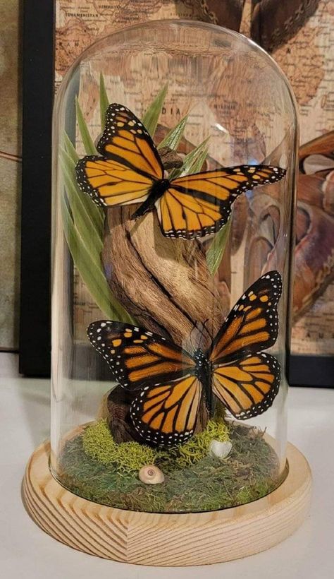 Glass Dome, Taxidermy, Butterflies, Wood, Glass, White